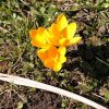 Mezinárodní projekt Krokus
