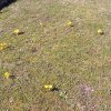 Mezinárodní projekt Krokus