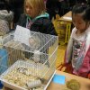 minizoo