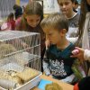 minizoo