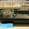 minizoo