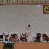 minizoo