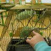 minizoo
