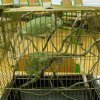 minizoo