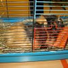 minizoo
