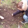 Krokus